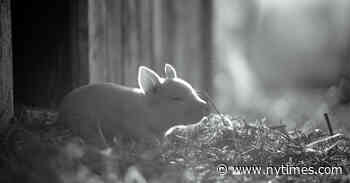 A New Breed of Animal Documentary