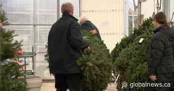 Christmas trees selling fast in Saskatoon