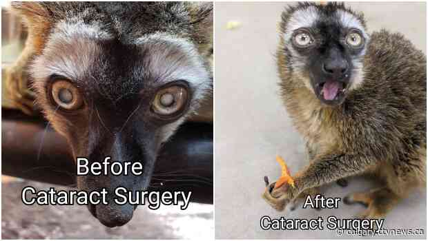 Calgary Zoo Lemur recovers quickly after cataract surgery