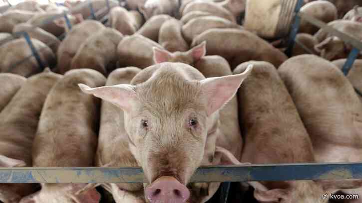 Use of genetically modified pig in food, drugs approved by US regulators