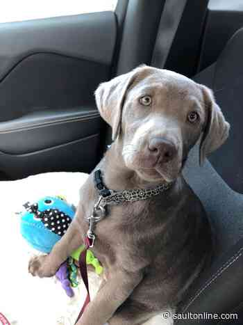 Missing Dog in Central SSM