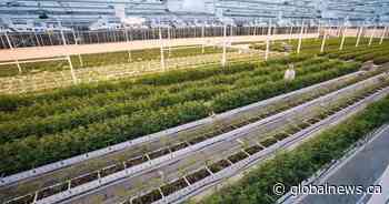 Aurora Cannabis reducing workforce at Edmonton-area facility