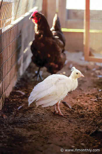 Snapshot: Foster Fowl at Frerichs Farm in Warren - Rhode Island Monthly