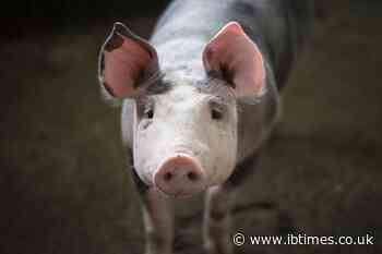 FDA approves allergy-free genetically modified pigs for medical, food products