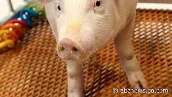 US regulators OK genetically modified pig for food, drugs