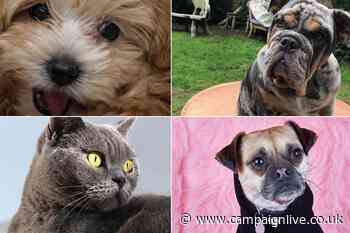 The Lists 2020: Top 10 pets of adland