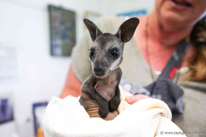Google’s AI technology comes to the rescue of bushfire-affected wildlife