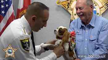 Florida puppy that escaped alligator's jaws becomes sheriff 'deputy dog'