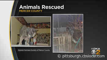 Dozens Of Animals Rescued From Home In Mercer County