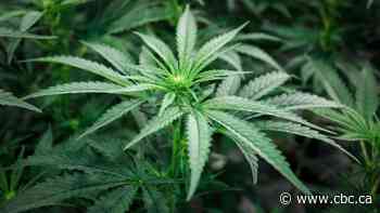 Canadian pot producers Aphria, Tilray unveil merger plan to create global leader