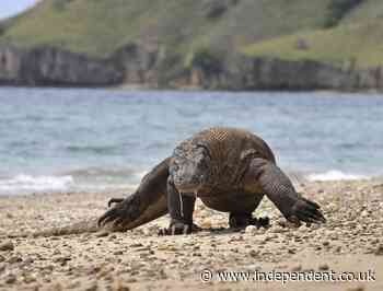 Komodo dragon seriously wounds worker building ‘Jurassic Park’ resort in Indonesia