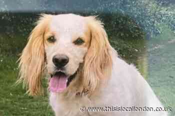 Police appeal after dog stolen in Raynes Park