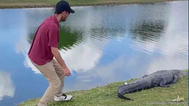 Florida Man Grabs Golf Ball That Landed On Alligator’s Tail