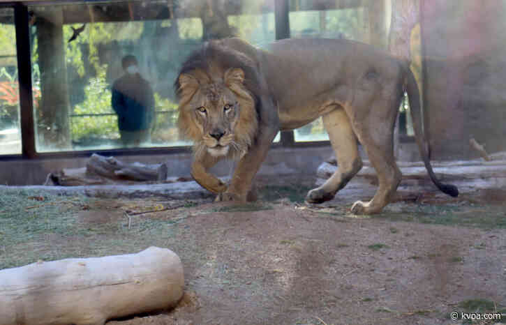 Reid Park Zoo welcomes new lion