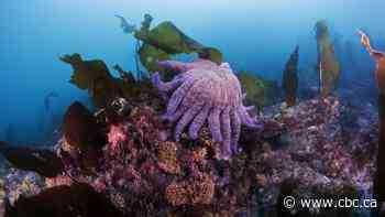 Research shows vast majority of sunflower sea stars have died over past decade