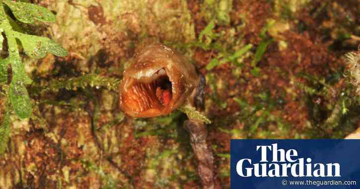 ‘Ugliest orchid in the world’ among 2020's new plant discoveries