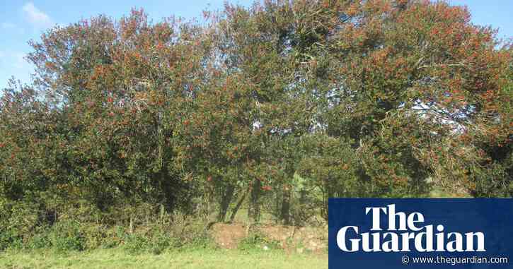 Country diary: yellow gorse reflects brilliance among the withered bracken