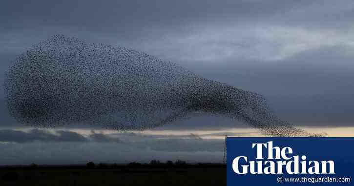 Starlings' aerial antics behind mystery of Scots' power outages