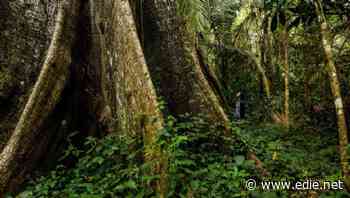 Kingfisher partners with Rainforest Alliance on 'forest positive' commitment