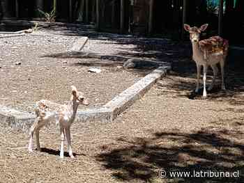 Iguales a Bambi: Nacen cuatro ciervos en el Parque Alessandri de Coronel - Diario La Tribuna