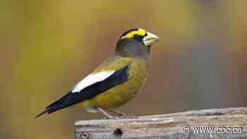 P.E.I. birders excited by large numbers of unusual visitors this fall