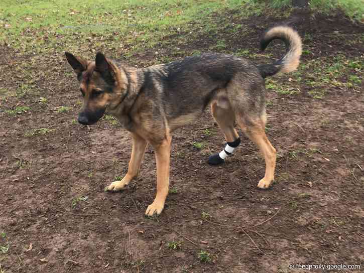 How to care for your dog's cracked or dry paw pads step by step and the supplies you need to do it