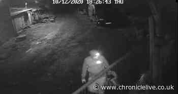 Devastated family of cat killed in brutal attack release CCTV to catch culprit