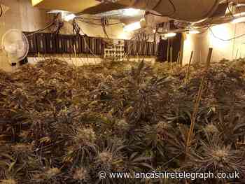 Massive cannabis farm uncovered after shopkeepers notice 'strange smell' in city centre