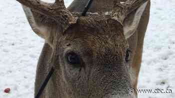 'Carrot the magic deer' survives hunting bolt through its head in Kenora, Ont.