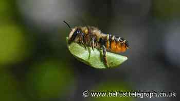 In Pictures: RSPCA Young Photographer winners capture nature at its finest