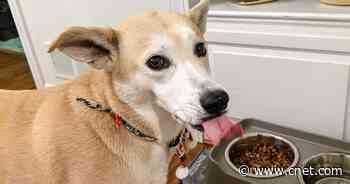 How to make dog food in your Instant Pot     - CNET