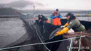 Discovery Islands salmon farms to be phased out of existence over next 18 months