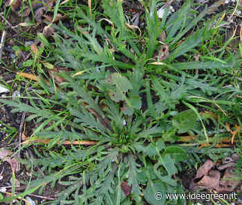 Erba stella: cos’è e per cosa si usa - IdeeGreen