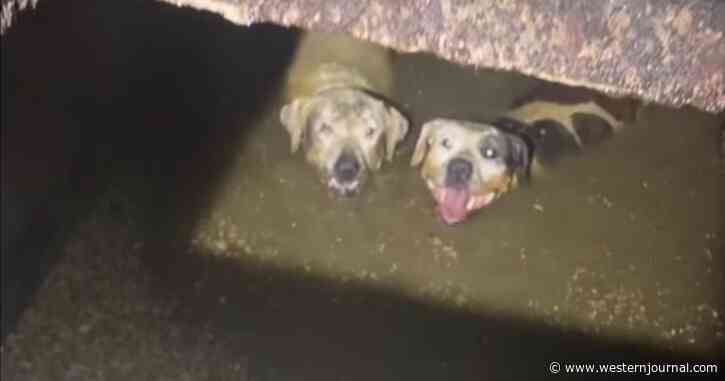 Two Dogs Found Trapped Underwater Inside Septic Tank, Woman Rushes To Save Them