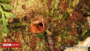 'World's ugliest orchid' tops list of new discoveries