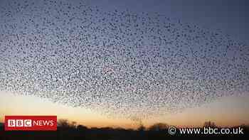 Dancing starling spectacle caused power cuts in Scottish village