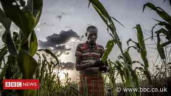 East Africa fears second wave - of locust swarms