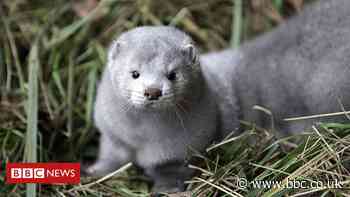 First case of coronavirus detected in wild animal