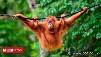 A palm oil alternative could help save rainforests