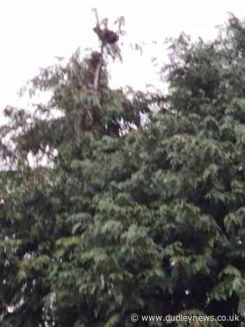 Firefighters rescue cat stuck up tree in Dudley - Dudley News