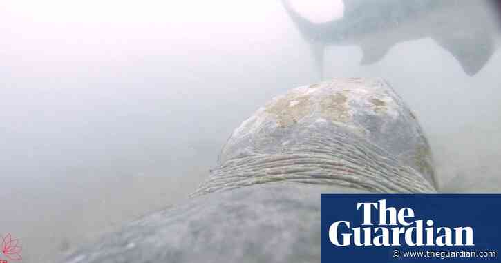 Sea turtle filmed defending itself from tiger shark attack off WA coast – video