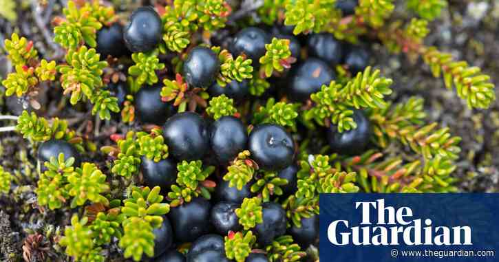 Country diary: treading through the wet dregs of a hard year