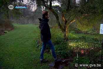 Kussen onder de maretak in het arboretum in Kalmthout - Gazet van Antwerpen