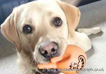 Mental health dog helps pupils during pandemic
