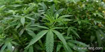 DEA Widens Path for Medical Marijuana Research - The Wall Street Journal
