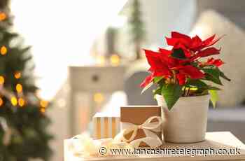 The Christmas plants and decorations that can harm your pets
