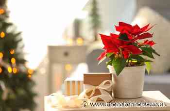 The Christmas plants and decorations that can harm your pets