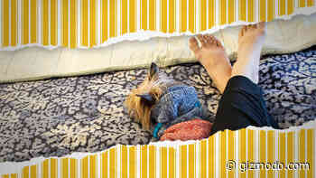 The Best Gadgets for Working From My Dream Office: the Bed