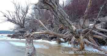 Watch: Duluth photographer discovers three bobcats on frozen St. Louis River