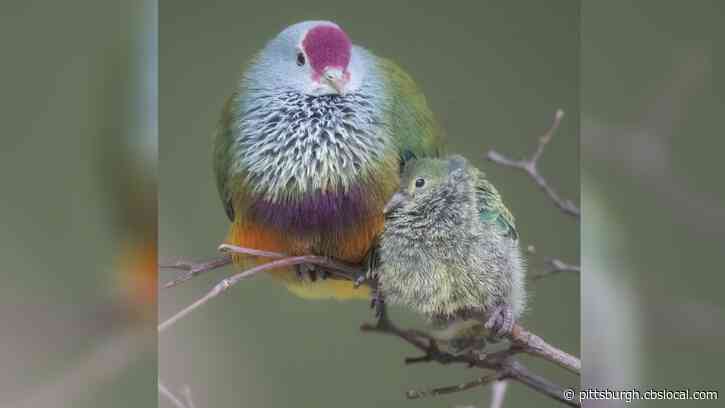National Aviary Welcomes 2 New Adorable Chicks